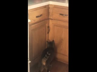 My dumb boy trying to open a cupboard after i locked it there’s no food in there, he just likes to show he’s the boss around he