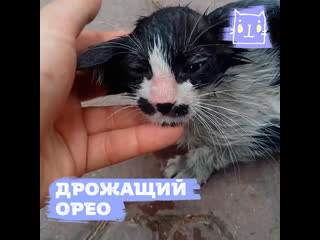 Помог дрожащему котенку орео