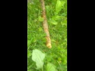 Vid 20200720 154025 mp4