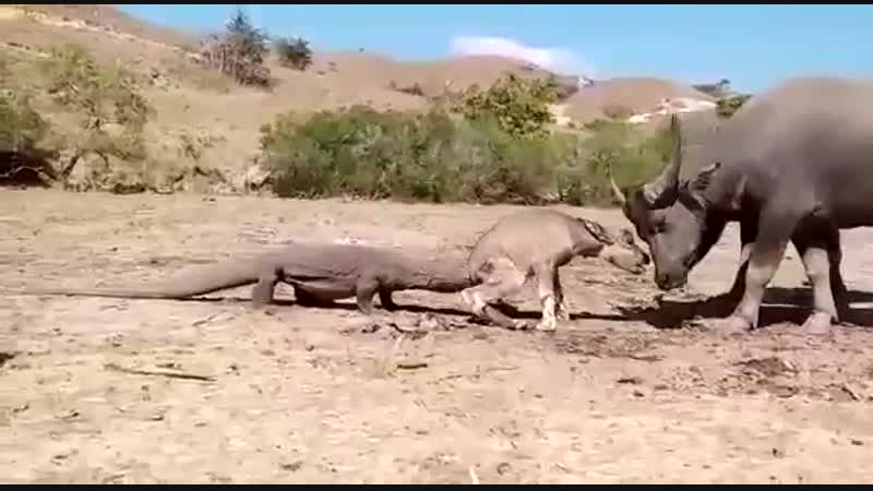 Комодский варан атакует и ест живьем теленка буйвола