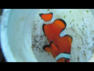 Clownfish eggs day 5!!!