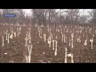 Зимние сады ставрополья дождались инвестиционной весны