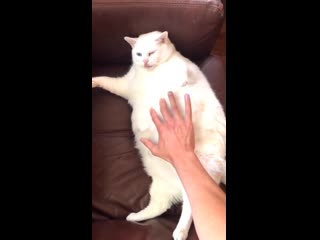 Опасные трюки с котом накормил и трогает порно домашнее инцест лесби porno milf кончил sex секс big ass tits минет анал больша