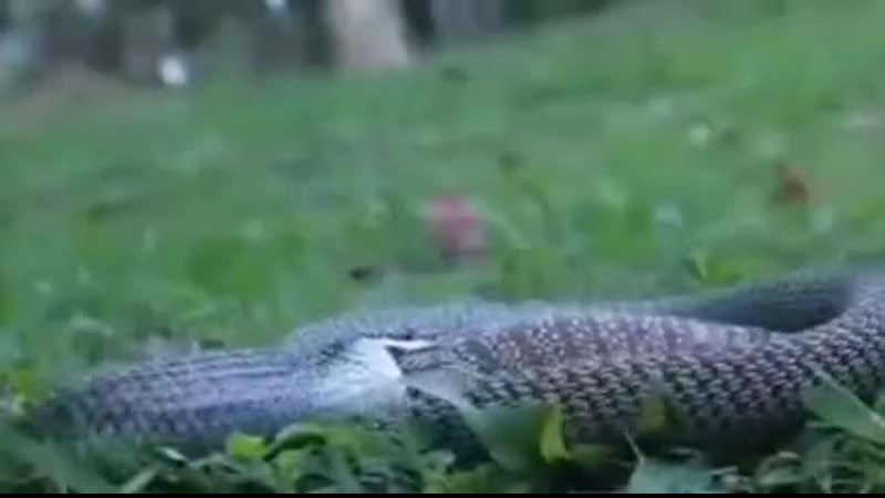 Взяла на удушающий