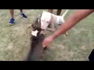 Bullterrier vs am staff