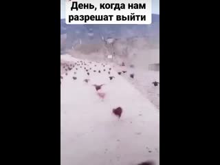 Видео от толяна царицына