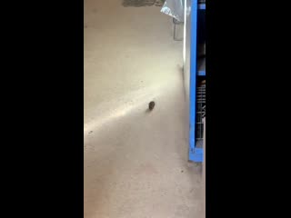 Залепило (vhs video)