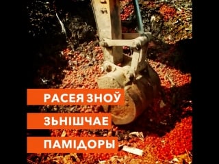 Вось так у расеі зьнішчаюць памідоры, якія прывезьлі зь беларусі