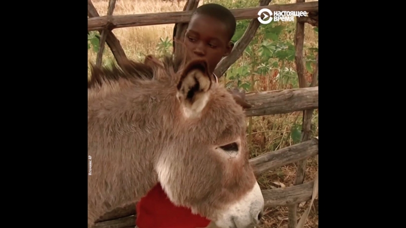 Как ослов миллионами убивают ради народной медицины