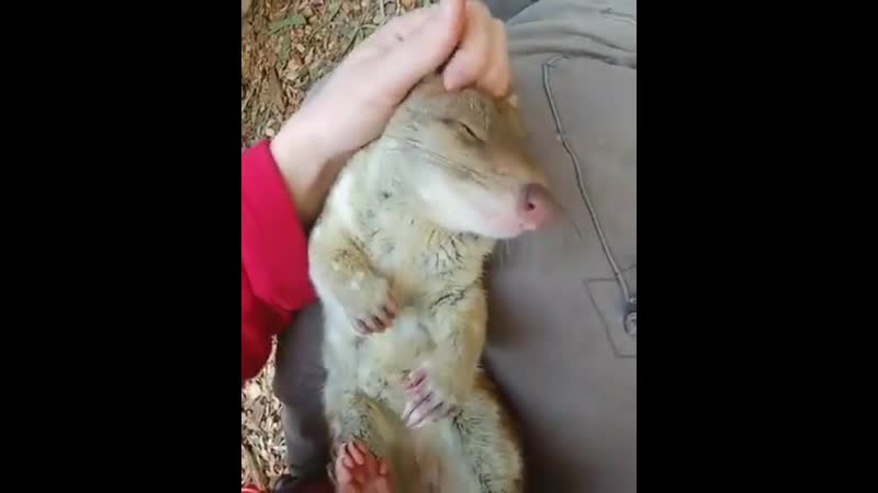 Пятнистая куница хорошая