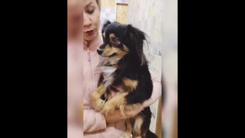 Пиксель рембо mp4