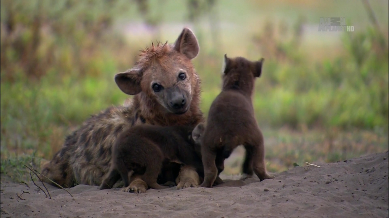06 гиены / hyena
