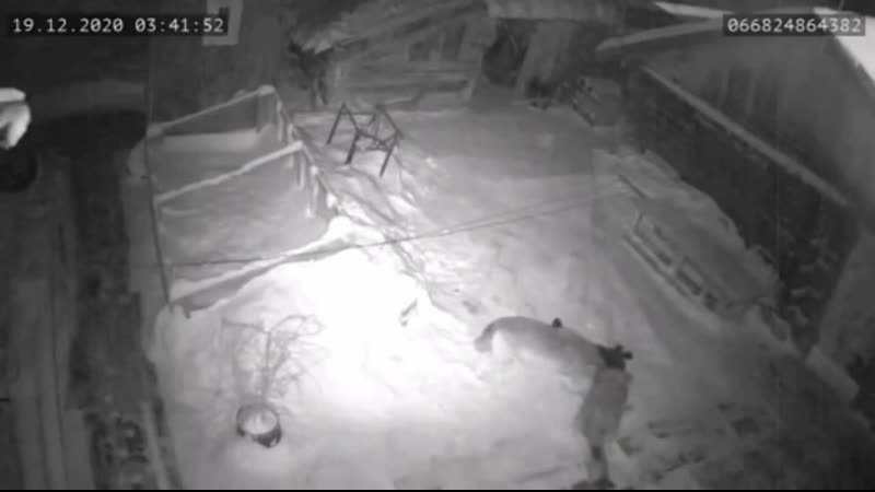 Волки загрызли молодые