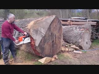 Stihl ms 880 150cm vs big oak log