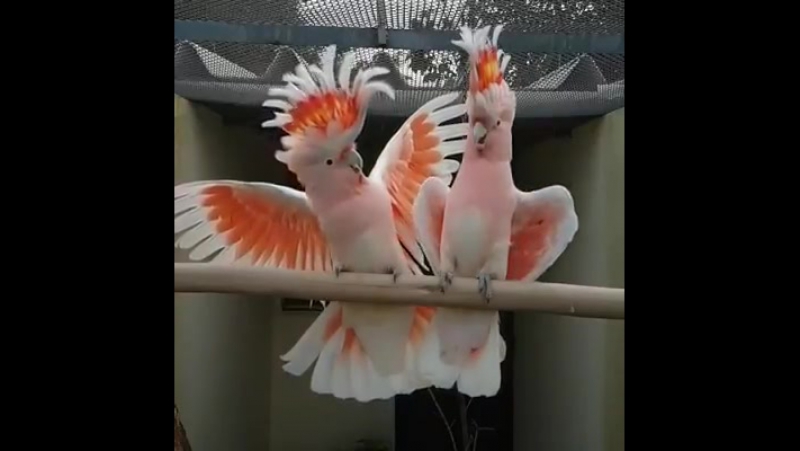 Какие красивые попугаи