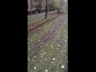 Vid 20201020 082913 mp4