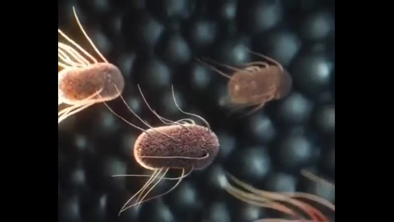 Кишечная палочка