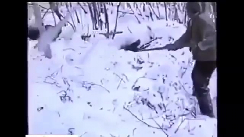 Медведь утащил молодые, или браконьеры уроды, жесть 18+