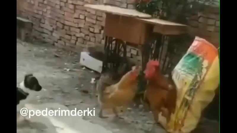Senin gibi erkeğin ben karına ne yapıyorlar fikri