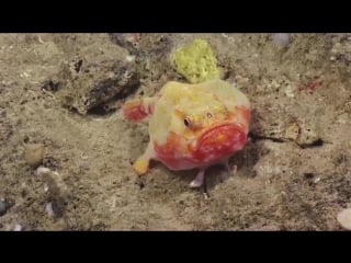 Adorable And Weird Unknown Creatures Caught On Camera In Puerto Rico River
