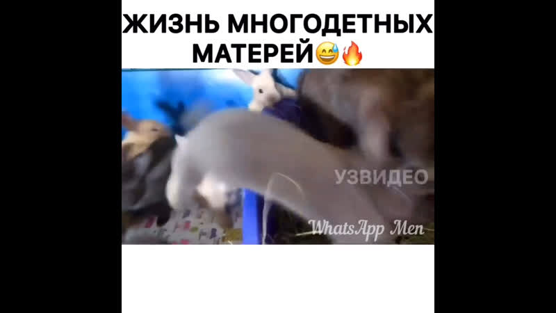 Жизнь многодетных матёрей