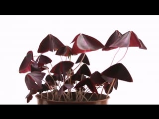 Oxalis triangularis time lapse