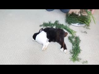 Waking a sleeping rabbit by surrounding him with dill