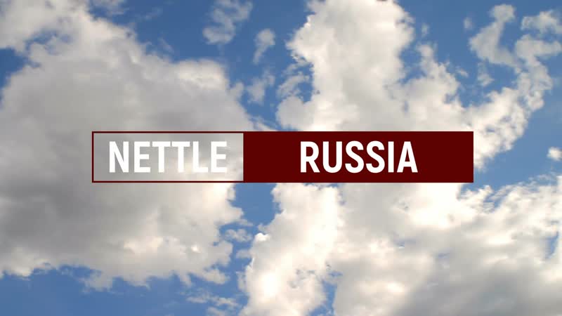 Nettle russia