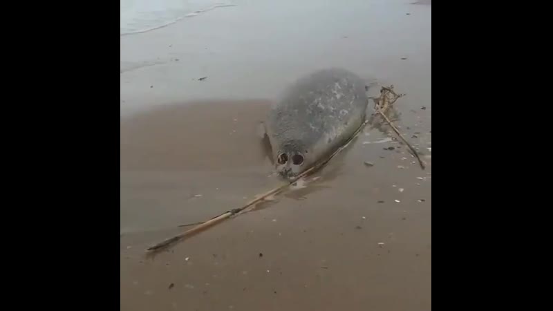 Мёртвых тюленей начали массово находить на берегу между махачкалой и каспийском