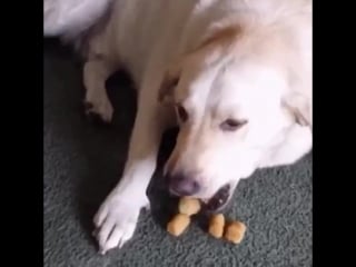 When you finally find some tots