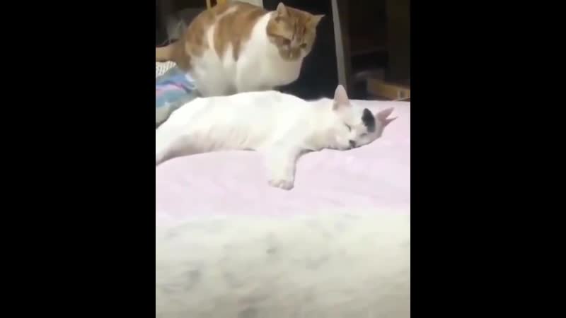 Покушение на адольфа гитлера