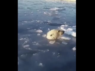 Полярная медведица проламывает дыры во льду, чтобы дать возможность дышать медвежатам