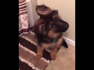 Милая мордочка