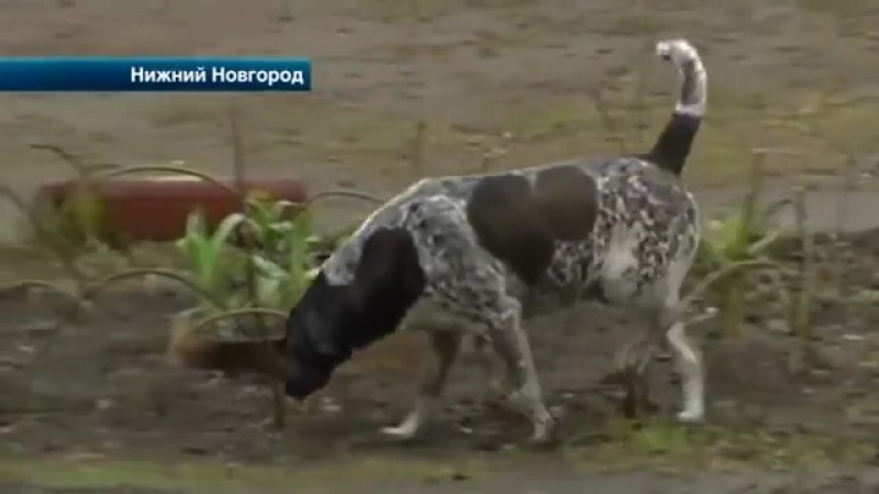 В нижнем новгороде жители многоэтажки разругались