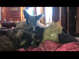 Трое на диване, кошкин house, 17 10 2020