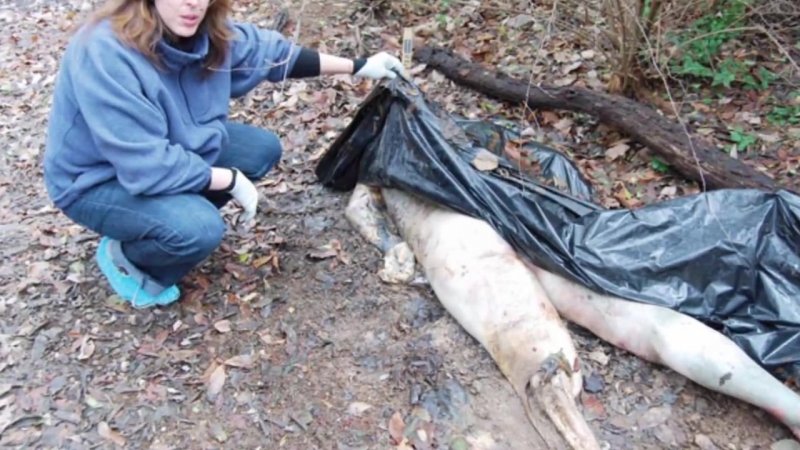 Ферма мертвых (реальная история) the dead body farm интересные факты