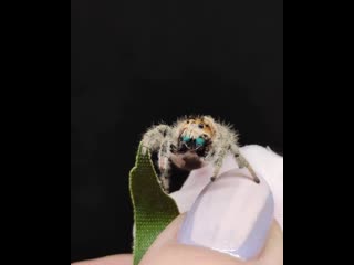 Phidippus regius orange
