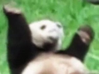 Dancing Panda Porn - Dancing panda porn videos - BEST XXX TUBE