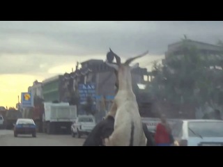 Cлучай в эфиопии meanwhile in ethiopia goat riding man а почему бы и нет?﻿ ведь дтп нет авто а в порядке