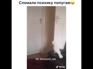 Blossom qw 20200316 2 mp4