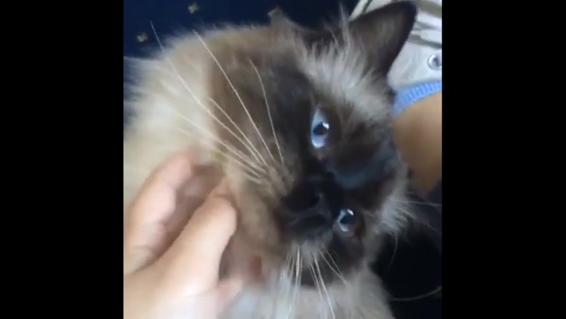 Baby blue eyes 🐣🐥🦁☄️💙 #babykitten #ragdoll #sealpo лондон