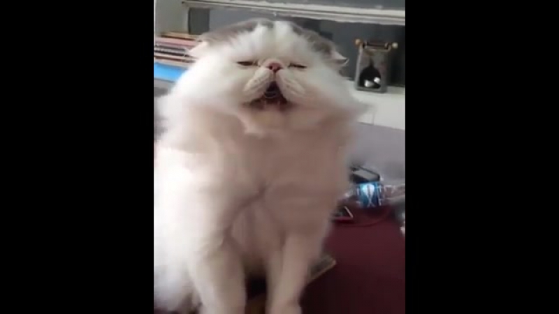 Кошак porn video – Забавный кошак