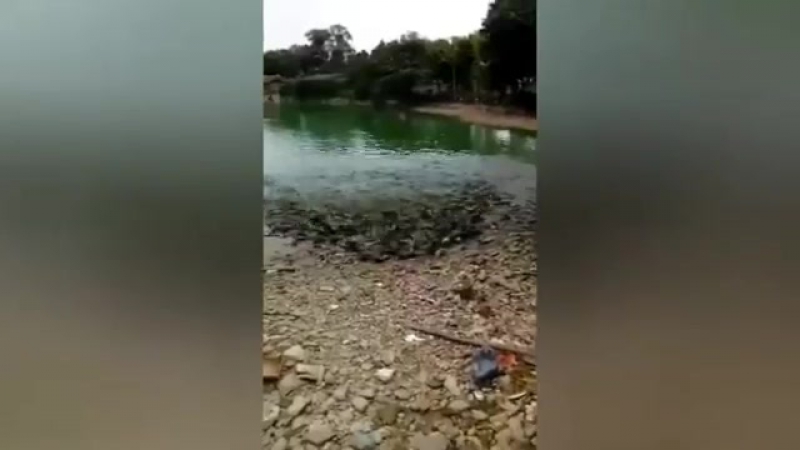Вечерний прикорм сома в китае
