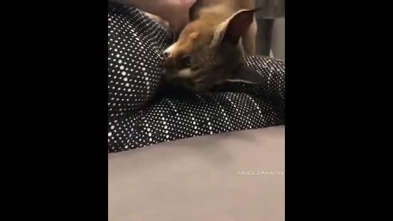 Каракал нападает