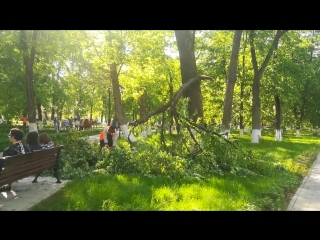 В демидовском сквере рухнули две огромные ветки