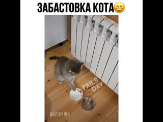 Забастоа кота