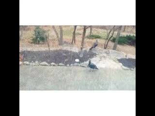 Saw these wild turkeys out my window this apropos! happy turkeyday!
