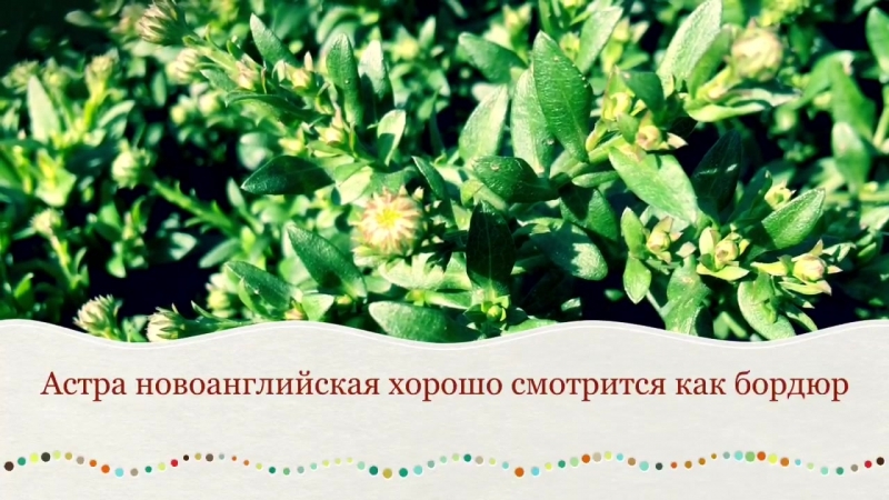 Черноголоа, астры