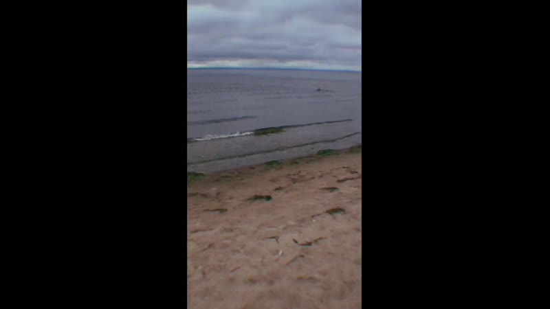 Чуя накахара косплей