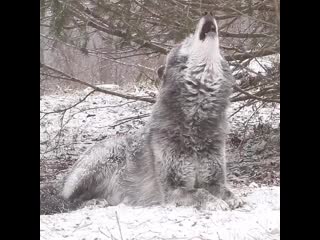 Девочки проказницы